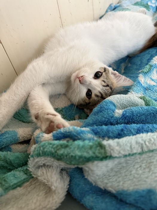 Белая ласковая кошечка нуждается в доме