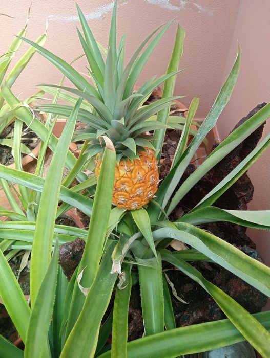 Plantas de Ananás  ( ananas )