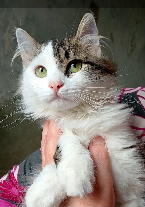 Пушистая котёнок девочка ищет дом! Котята в хорошие руки!