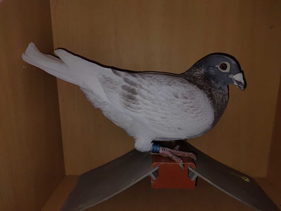 Gołębie pocztowe, andaluzy