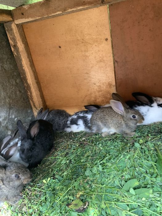 Молодняк кроликів різних порід від 1,5,2,5,3 місяців є самочки,і самці