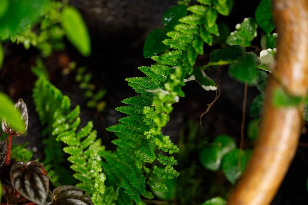 Terrarium tropikalne 40x40x60 paludarium gekon