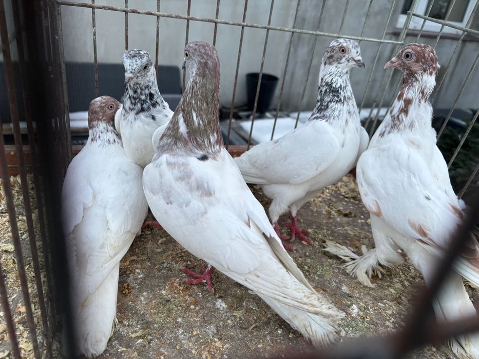 Gołębie Budapeszty