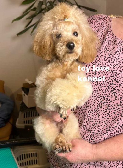 Мініатюрний пудель, хлопець, абрикосовий, 29 см КСУ/FCI