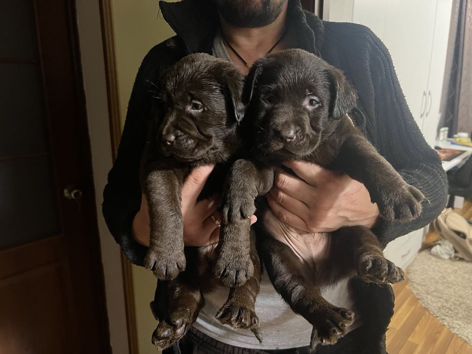 Лабрадорчики шоколад