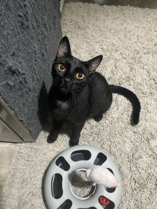 Gatinhos para adocao Fernao Ferro/Seixal
