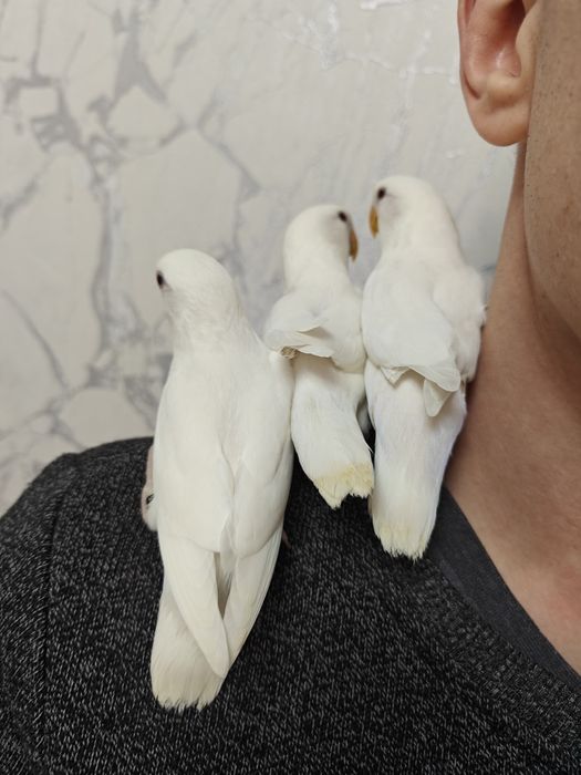 Agapórnis Roseicolis