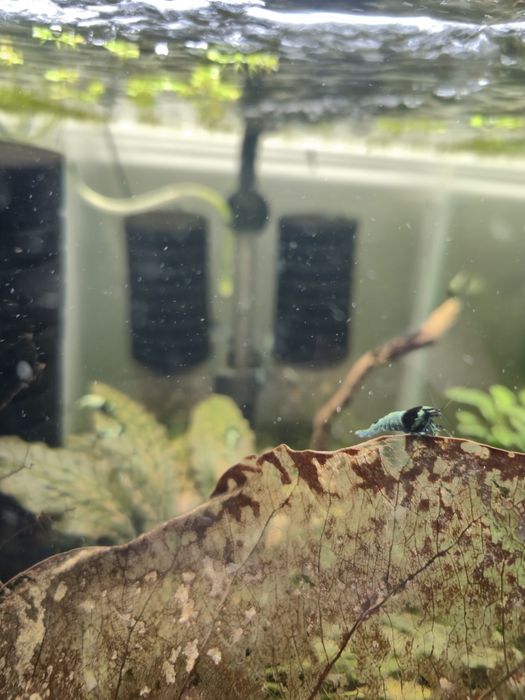 Krewetki Tai Mosura Black Shadow