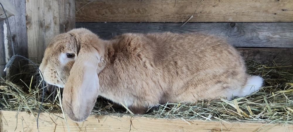 Ruda samica baran francuski