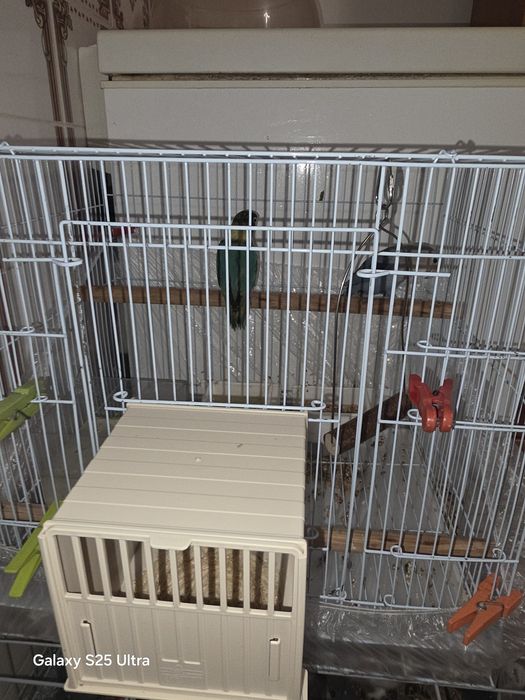 1  rosicol  1 personata com gaiola