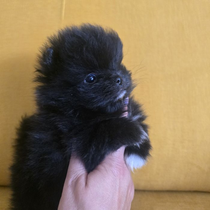 Szpic miniaturowy pomeranian suczka 2 już do odbioru