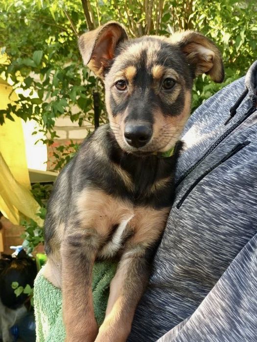 Два братика шукають домівки!