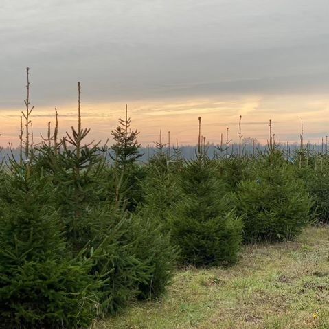 Choinki z dostawa poznan i okolice detal,hurt