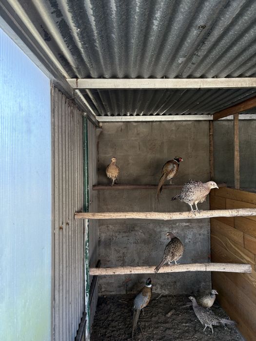 Casais de Faisões Mongol