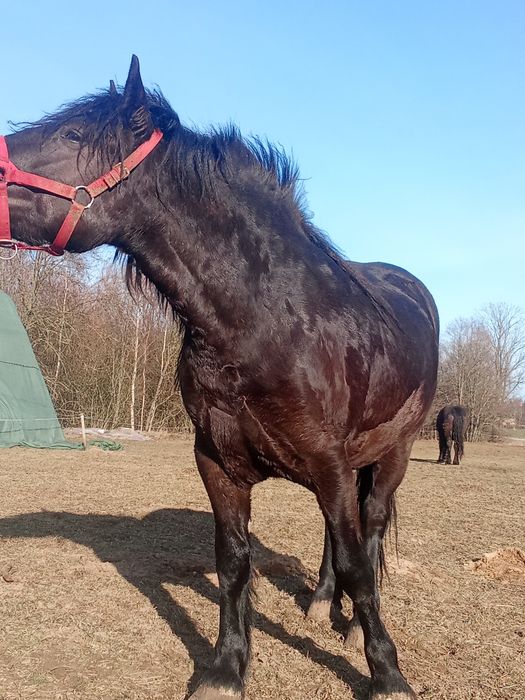 Sprzedam   źrebowke