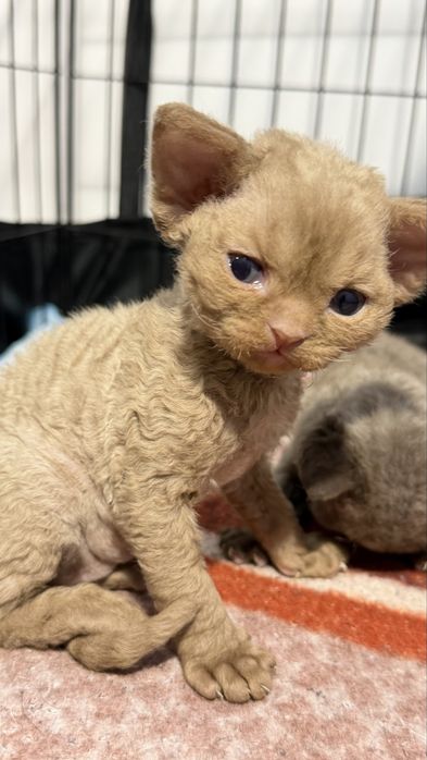 Kotka Devon Rex Zarezerwowana