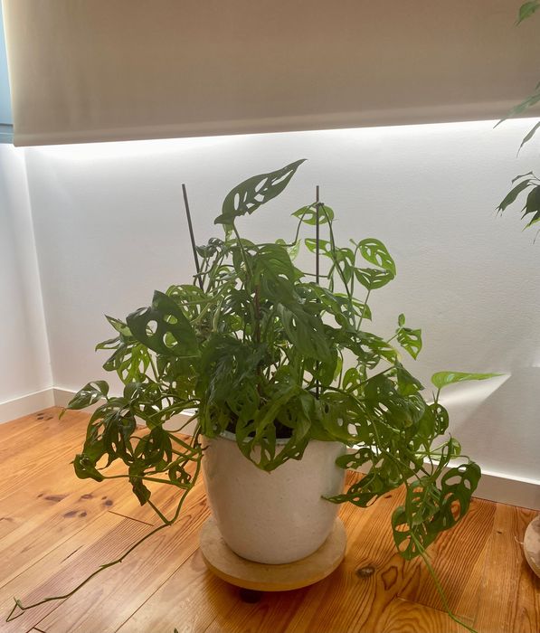 Planta Monstera