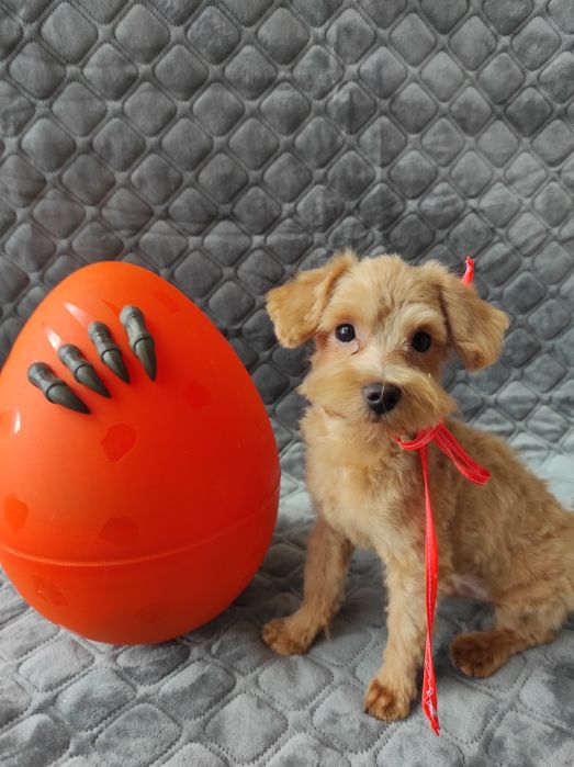 Мальтіпу хлопчик