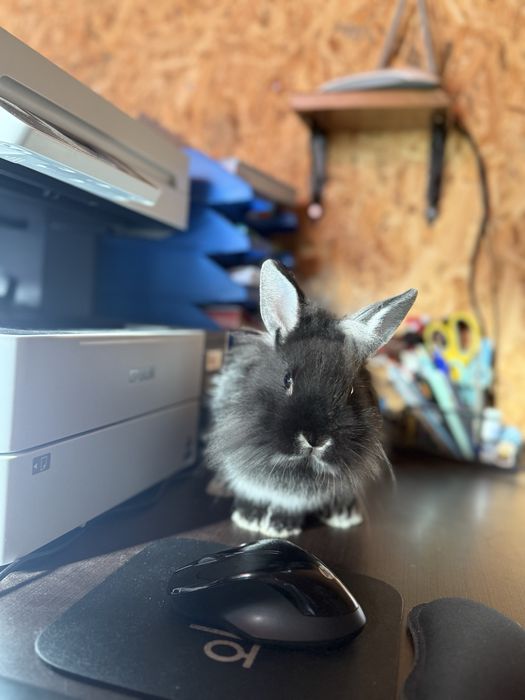 Vendo coelha ana mansa