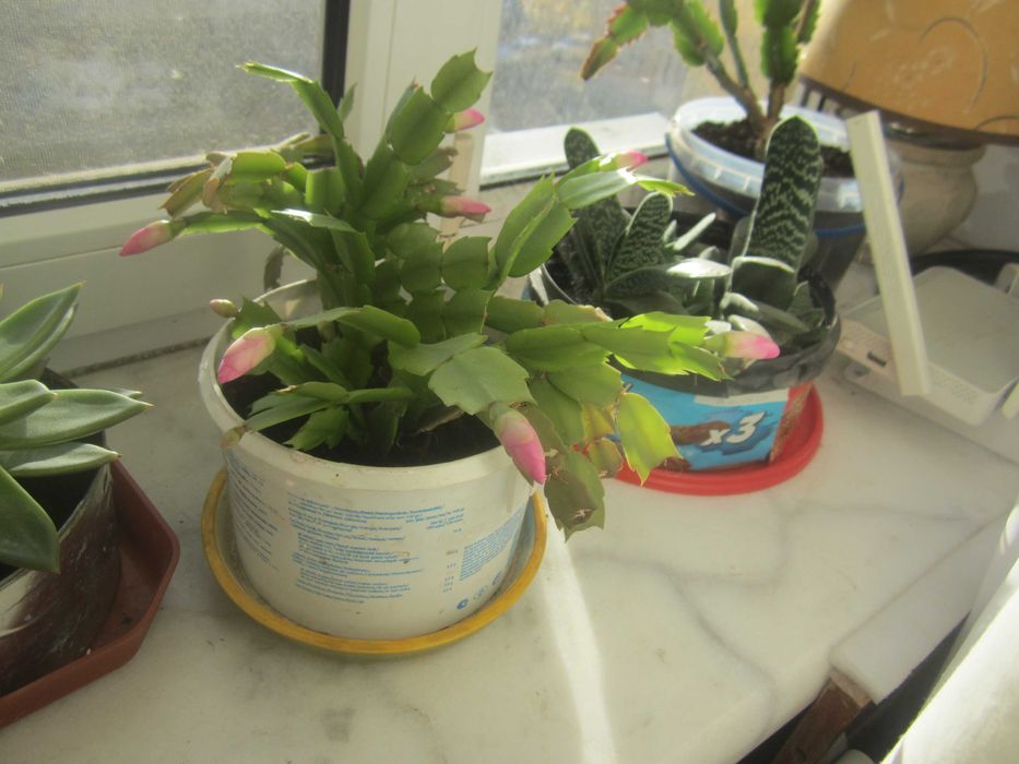 Цветок рождественник Schlumbergera (розовый)