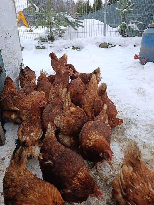 Kury nioski Novogen 24 tygodnie .