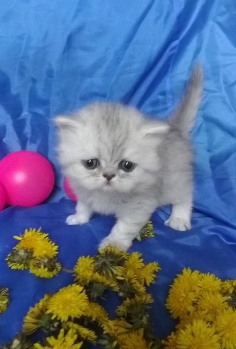 Котёнок серебристый шиншилла хайленд белый серый