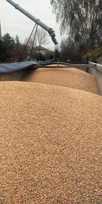 Kukurydza sucha, polska, zbiór 2025