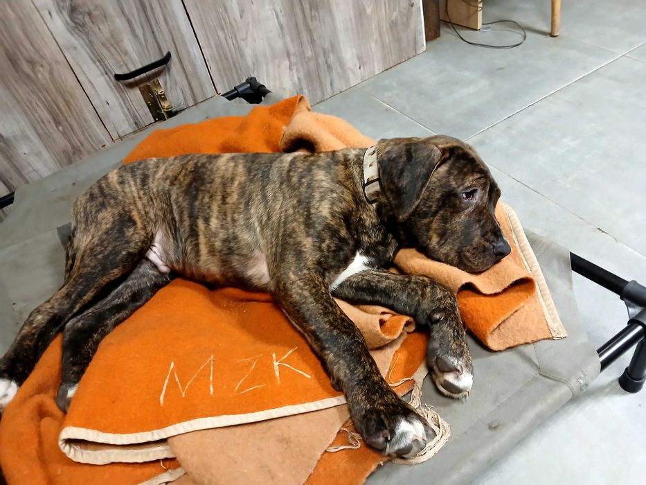 Szczeniak Bandog