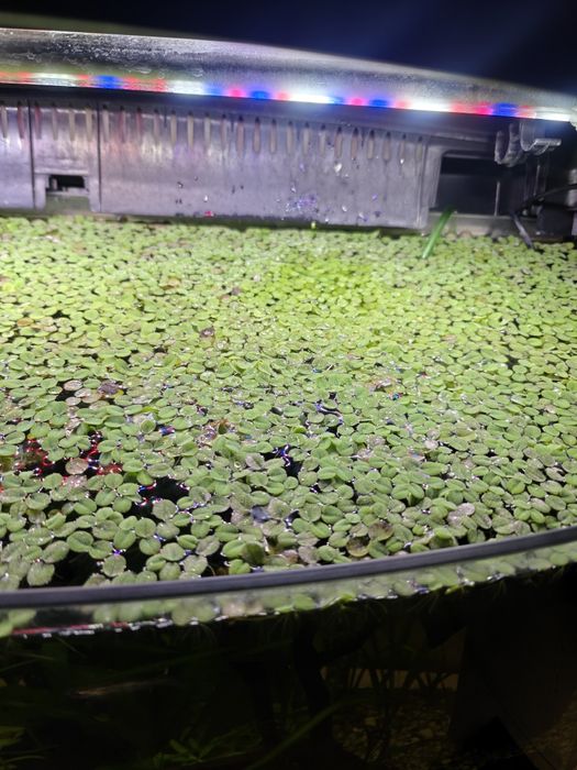 Salvinia natans roślina pływają do akwarium