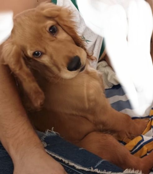 Cocker Spaniel suczka 4 miesiace
