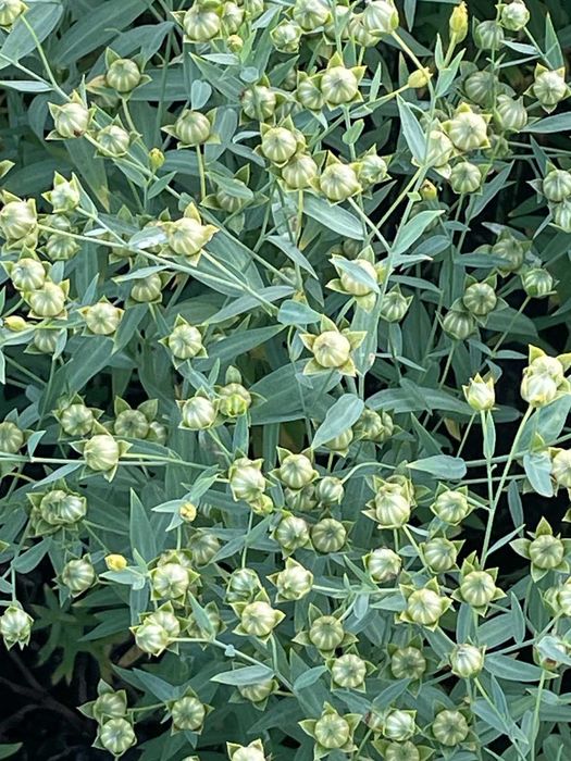 Насіння пшениці, тритикале, люпину та льону олійного