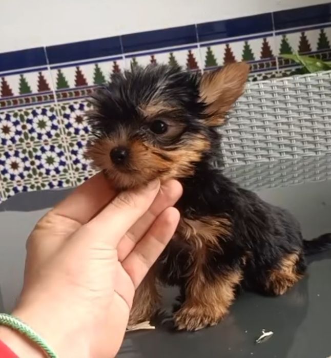 Yorkshiro femea lindissima