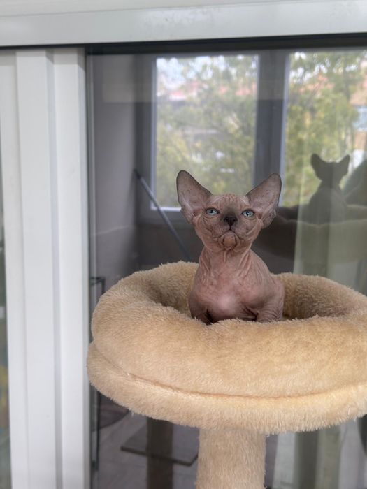 Canadian Sphynx