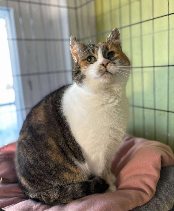 Królowa Gaja czeka na kochajacy dom