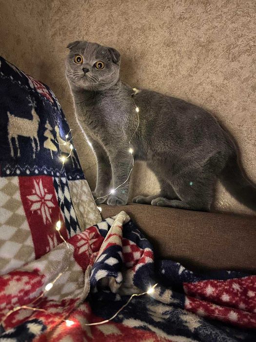 Досвідчений шотландський кіт шукає наречену