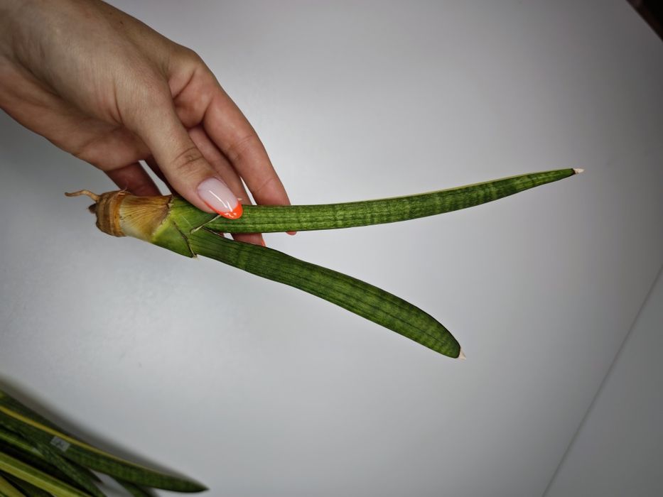 Sansevieria Pearsoni var