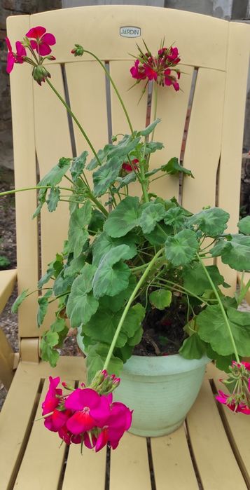 Пеларгония, герань, калачик, свеже срезанные черенки