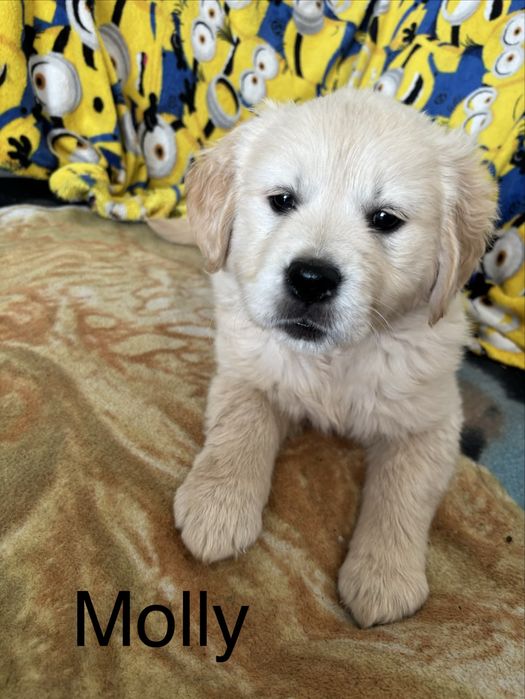 Piekna sunia golden retriever do odbioru