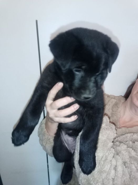 Дівчинка,21,10.25р.н лабрадоренята мама третє фото