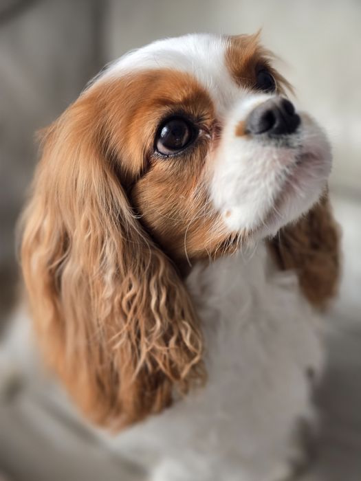 Cavalier King Charles Spaniel FCI suczka blenheim