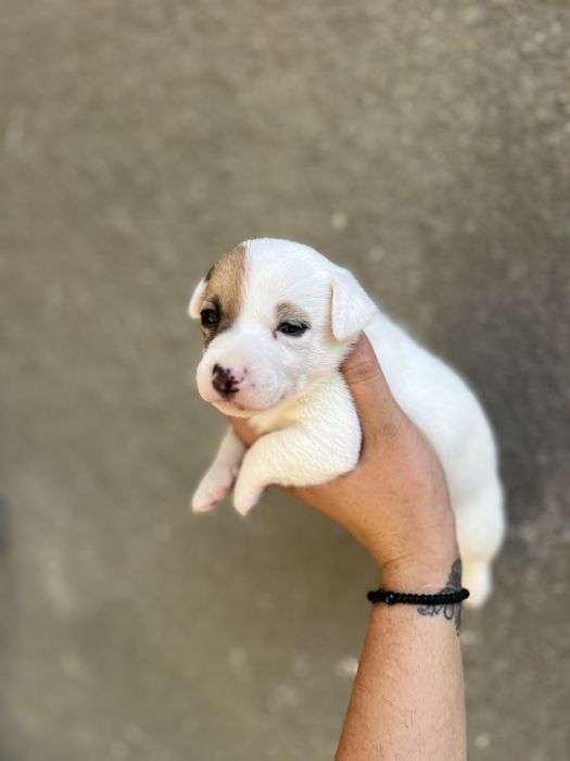 Носик - курносик ( хлопчик джек рассел )