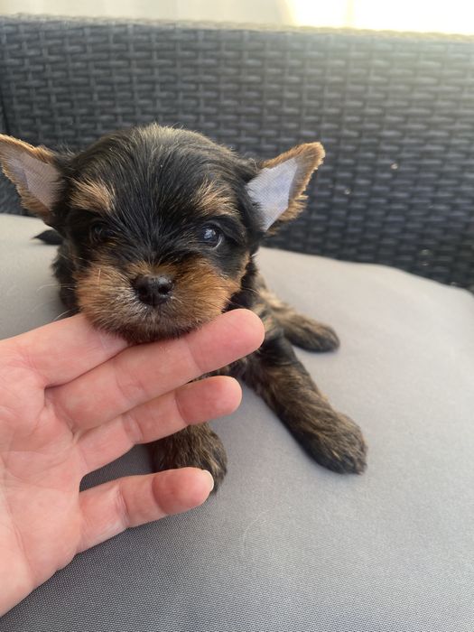 Yorkshire Terrier Zkwp Fci Piękni Rodzice