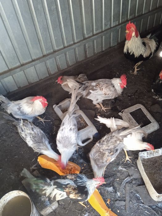 Легорн півні  молоді 3+міс