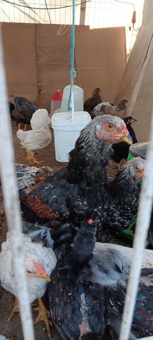 Galinhas brahma
