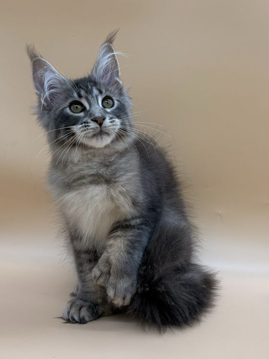 Мейн кун девочка полидактильная