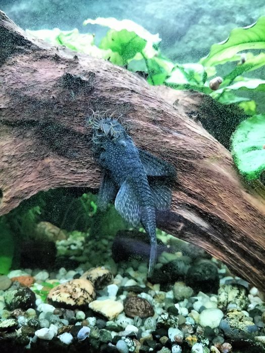 Zbroinik zwykły  5 sztuk