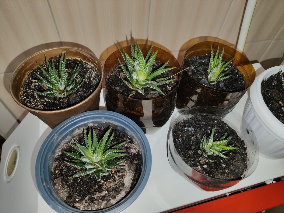 Продам комнатное растение Хавортия