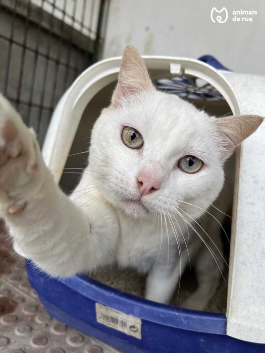 Suspiro | Para Adoção