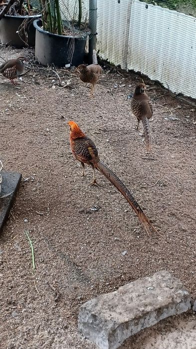 Faisões dourados de 2025