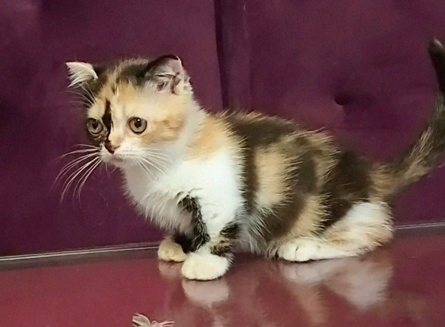 Девочка манчкин.